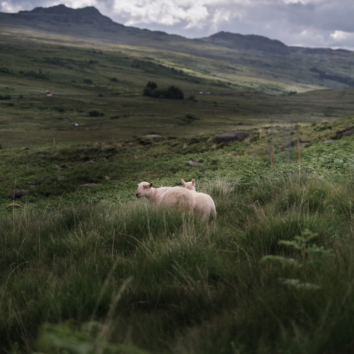 Split fleece, Woolly where now?