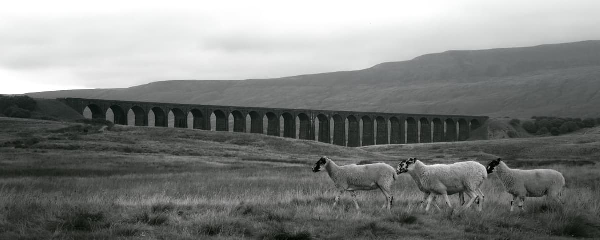 Sheep at Ribblehead Viaduct