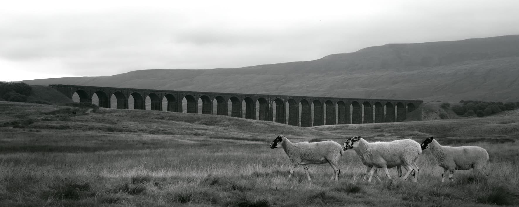 Sheep at Ribblehead Viaduct