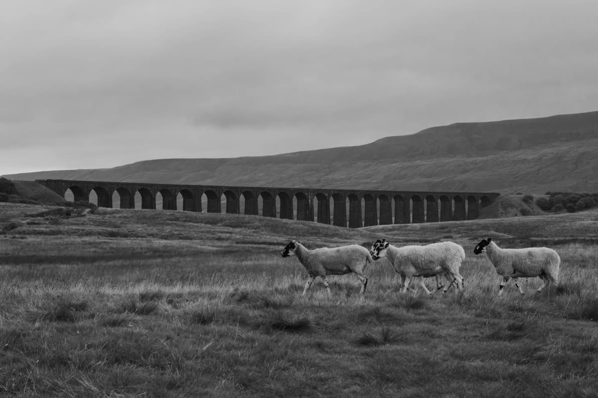 Sheep at Ribblehead Viaduct