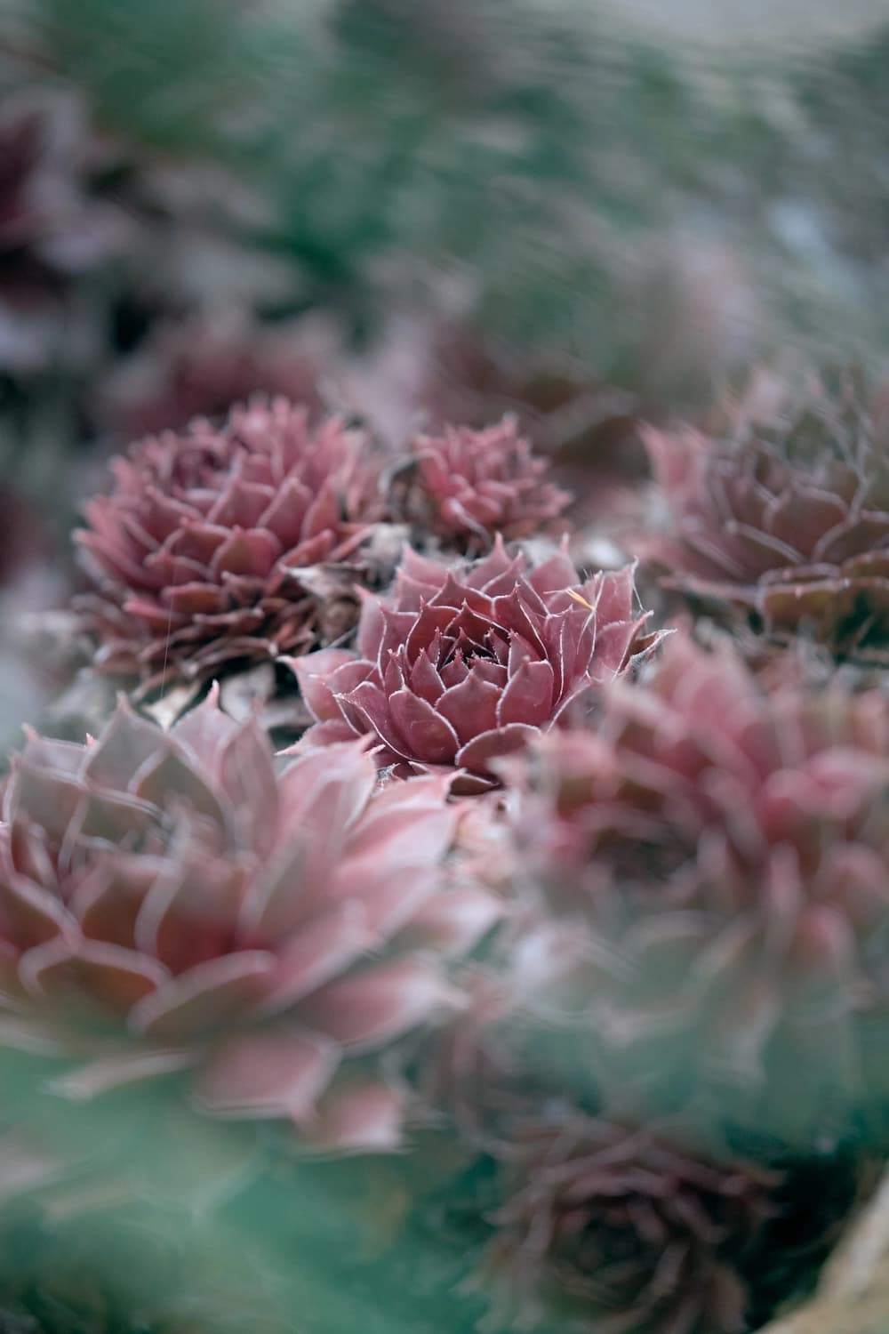 Sempervivum: Always Succulent Humor!
