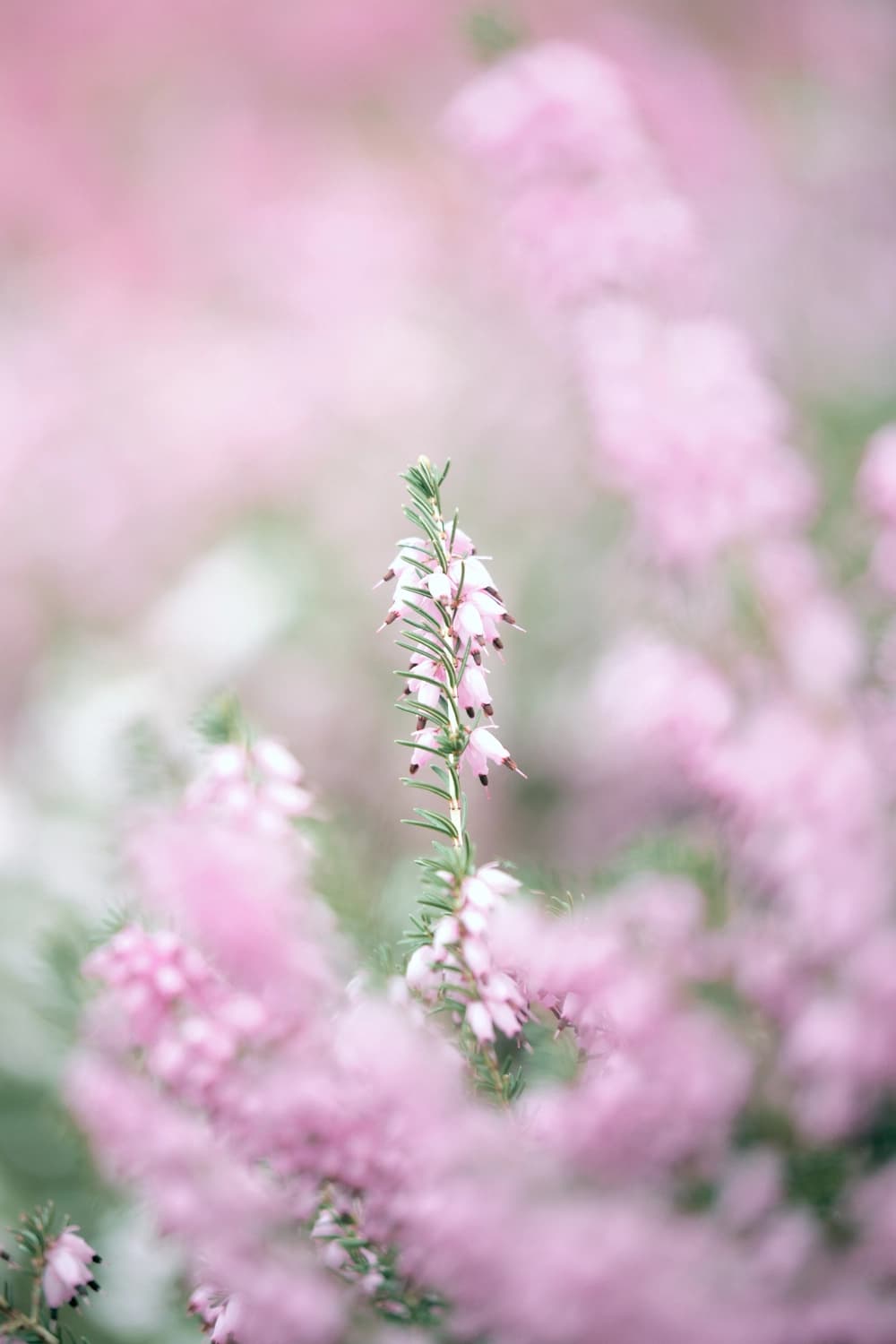 Winter Heath: Snow Joke Here!