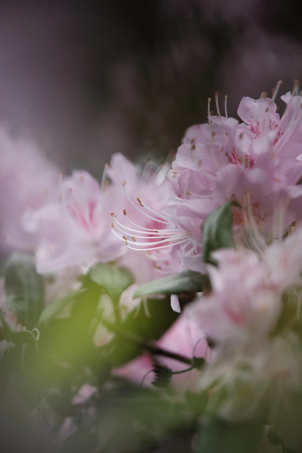 Azalea: Bloomin' Funny Business!