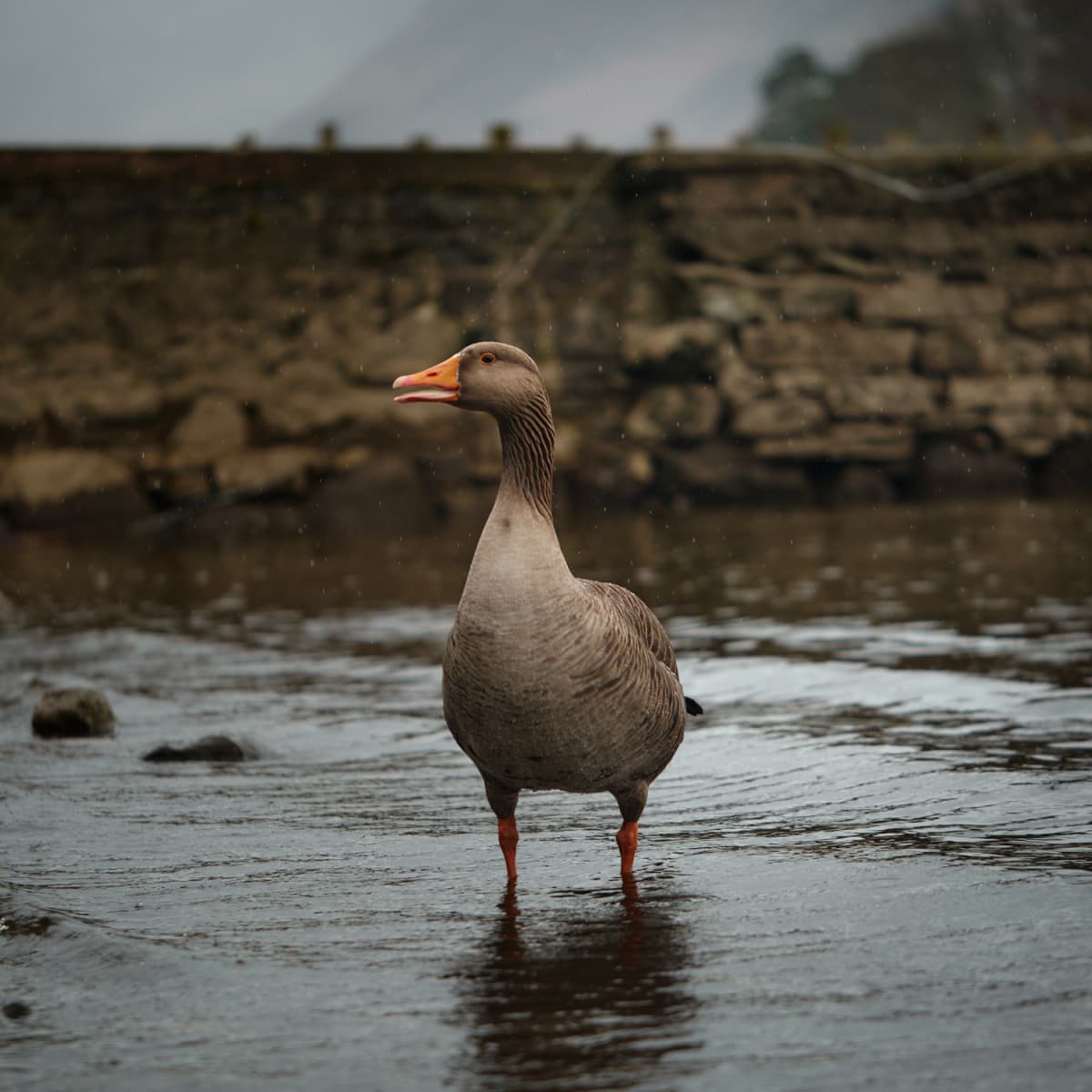 Duck in rain: quackers!